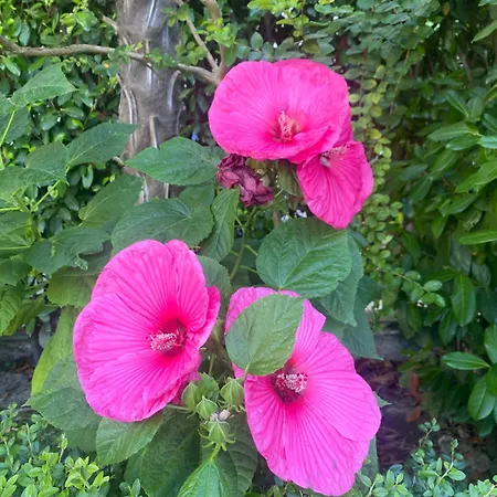 Апартаменты Argisht Luxury 4 Pools Золотые Пески